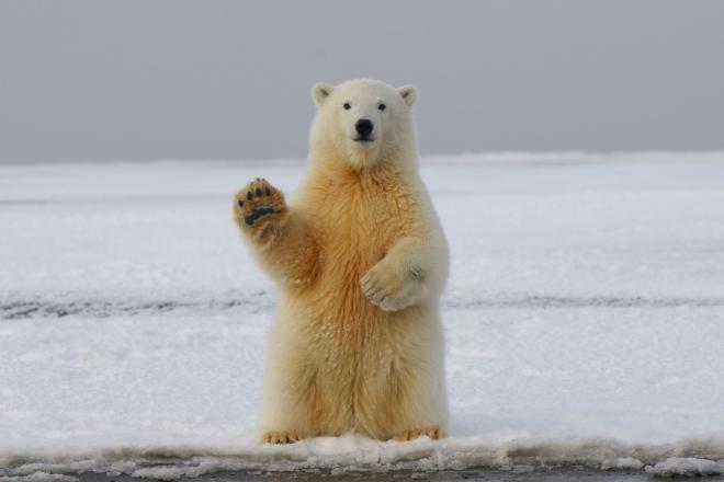 Image of Polar Bear waving hi